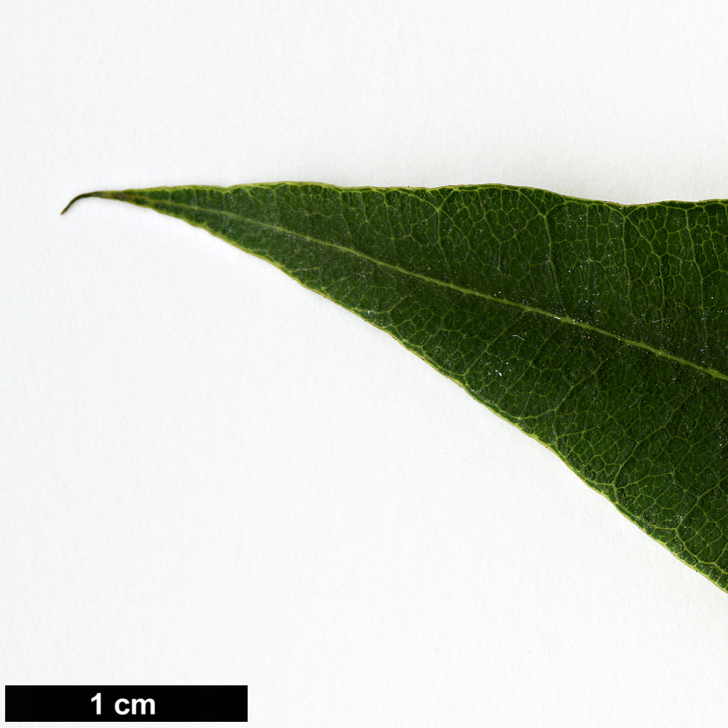 High resolution image: Family: Araliaceae - Genus: Schefflera - Taxon: species (Guatemala)